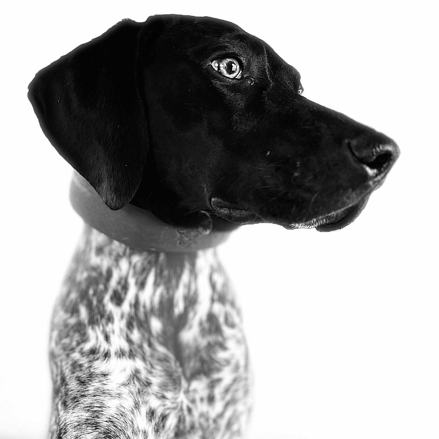 Mossie Marie is registered to the contest to win money with this photo: alert, animal, black_and_white, canine, close_up, collar, dog, domestic_animal, focused, fur_texture, headshot, monochrome, pet, portrait, profile, side_view, sitting, speckled_fur, studio, white_background