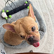 Heidi is registered to the contest to win money with this photo: dog, puppy, french_bulldog, pet, animal, tan_fur, short_hair, large_ears, brown_eyes, pink_tongue, closeup, portrait, lying_down, indoor, bed, gray_blanket, plush_toy, cute, playful, home