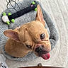 dog, puppy, french_bulldog, pet, animal, tan_fur, short_hair, large_ears, brown_eyes, pink_tongue, closeup, portrait, lying_down, indoor, bed, gray_blanket, plush_toy, cute, playful, home
