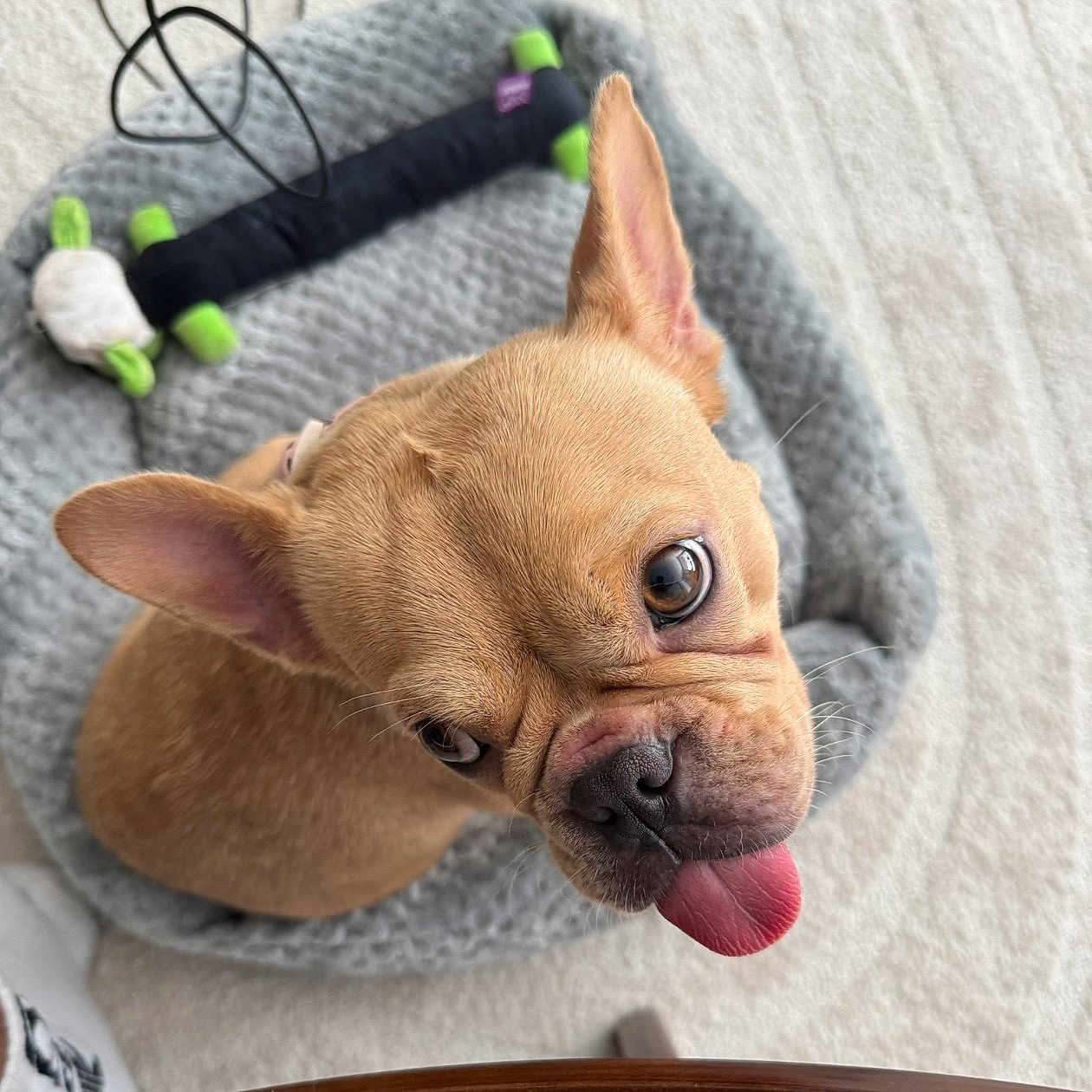 Heidi is registered to the contest to win money with this photo: dog, puppy, french_bulldog, pet, animal, tan_fur, short_hair, large_ears, brown_eyes, pink_tongue, closeup, portrait, lying_down, indoor, bed, gray_blanket, plush_toy, cute, playful, home