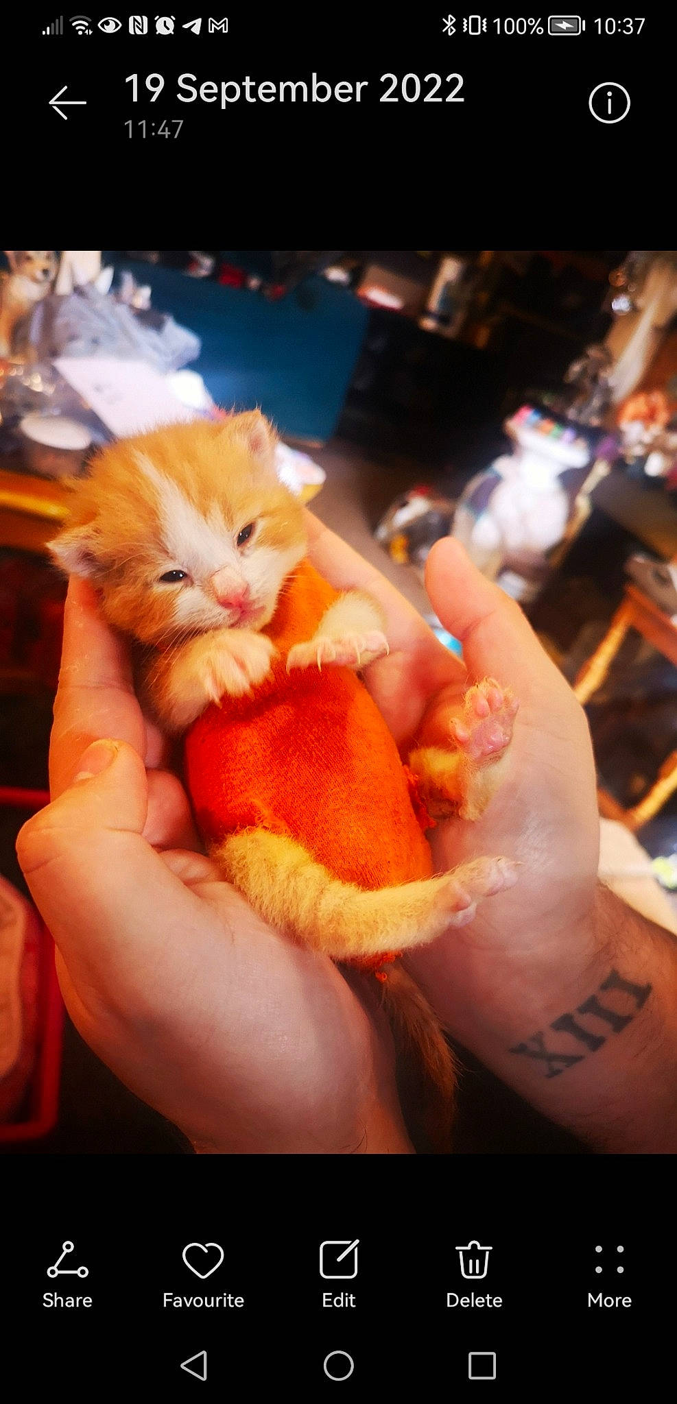 Naruto is registered to the contest to win money with this photo: carnivore, cat, comfort, event, fawn, felidae, finger, fur, gesture, hand, human_leg, lap, medical_glove, nail, small_to_medium_sized_cats, tail, thumb, toy, whiskers, wrist