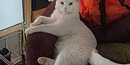 Lola is registered to the contest to win money with this photo: animal, backpack, carpet, cat, couch, cozy, domestic, fur, furniture, household, indoor, lying_down, maroon, orange, pet, relaxed, resting, tail, white_cat, wooden_furniture