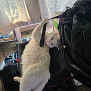 Lola joined the competition — help win amazing prizes! animal, bag, black_bag, carpet, cat, clutter, curious, curtains, cute, feline, fur, household, indoor, lying_down, pet, playful, relaxed, strap, sunlight, white_cat