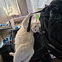animal, bag, black_bag, carpet, cat, clutter, curious, curtains, cute, feline, fur, household, indoor, lying_down, pet, playful, relaxed, strap, sunlight, white_cat