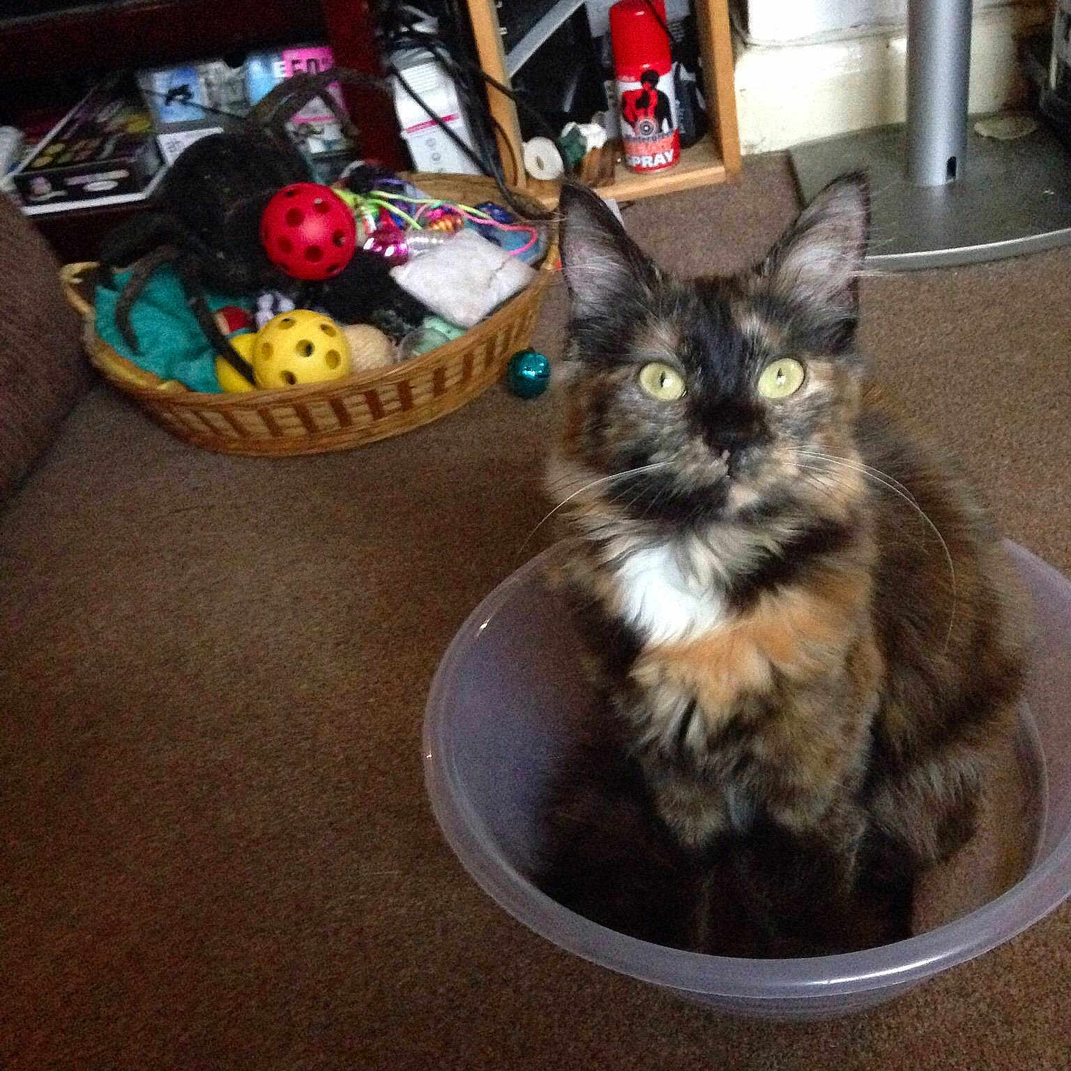 Smudge