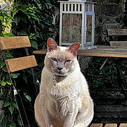 Festus is registered to the contest to win money with this photo: cat, animal, pet, outdoor, garden, ivy, greenery, wooden_chair, wooden_table, lantern, stone_wall, sunlight, sitting, fur, blue_eyes, collar, tag, nature, peaceful, relaxed