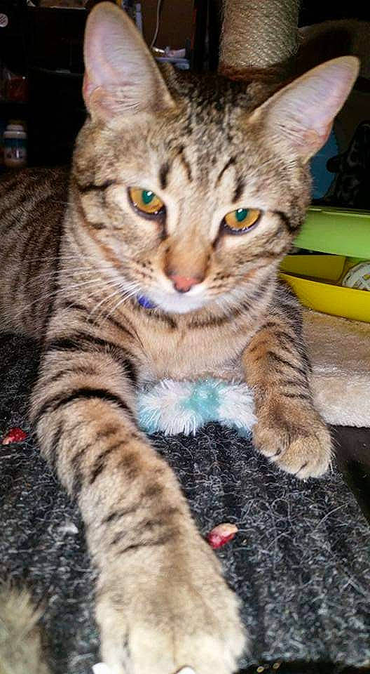 Alec N Izzy is registered to the contest to win money with this photo: carnivore, cat, claw, close_up, domestic_short_haired_cat, felidae, foot, fur, head, mammal, paw, sitting, small_to_medium_sized_cats, snout, tail, terrestrial_animal, whiskers, wildlife