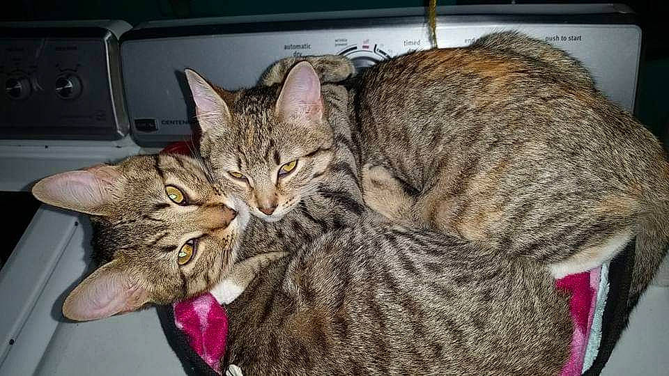 Alec N Izzy is registered to the contest to win money with this photo: carnivore, cat, claw, comfort, felidae, fur, small_to_medium_sized_cats, snout, terrestrial_animal, whiskers