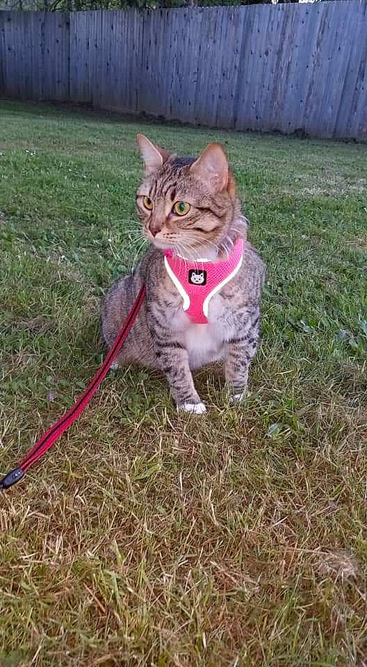 Alec N Izzy is registered to the contest to win money with this photo: carnivore, cat, cat_toy, claw, domestic_short_haired_cat, fawn, felidae, foot, fur, grass, grass_family, human_leg, paw, sitting, small_to_medium_sized_cats, snout, tail, terrestrial_animal, whiskers, wildlife