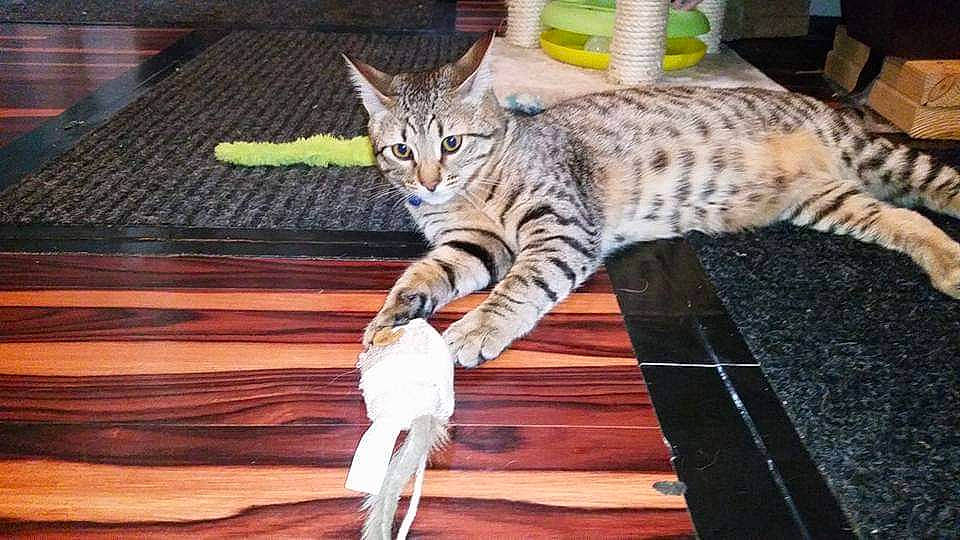 Alec N Izzy is registered to the contest to win money with this photo: carnivore, cat, comfort, domestic_short_haired_cat, door, event, felidae, flooring, fur, hardwood, paw, plank, small_to_medium_sized_cats, snout, tail, terrestrial_animal, vertebrate, whiskers, wood, wood_stain