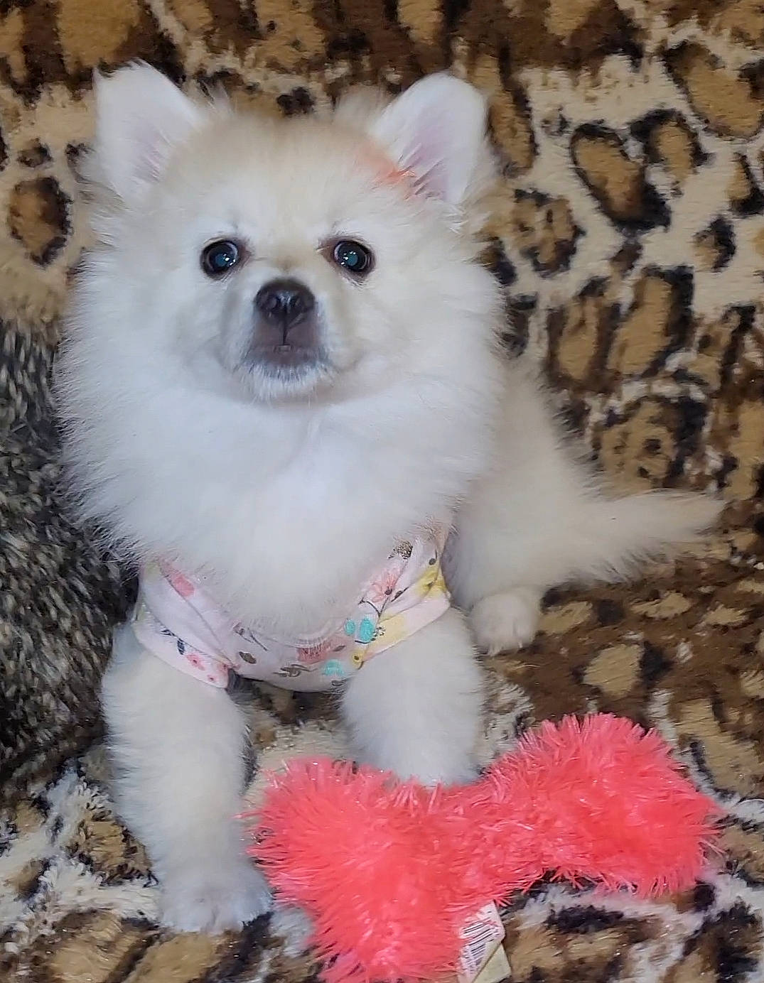 Gracie Lou is registered to the contest to win money with this photo: canidae, carnivore, companion_dog, corgi_chihuahua, dog, dog_breed, dog_supply, fawn, fur, non_sporting_group, pink, puppy, snout, sporting_group, tail, terrestrial_animal, toy_dog, volpino_italiano, whiskers, working_animal