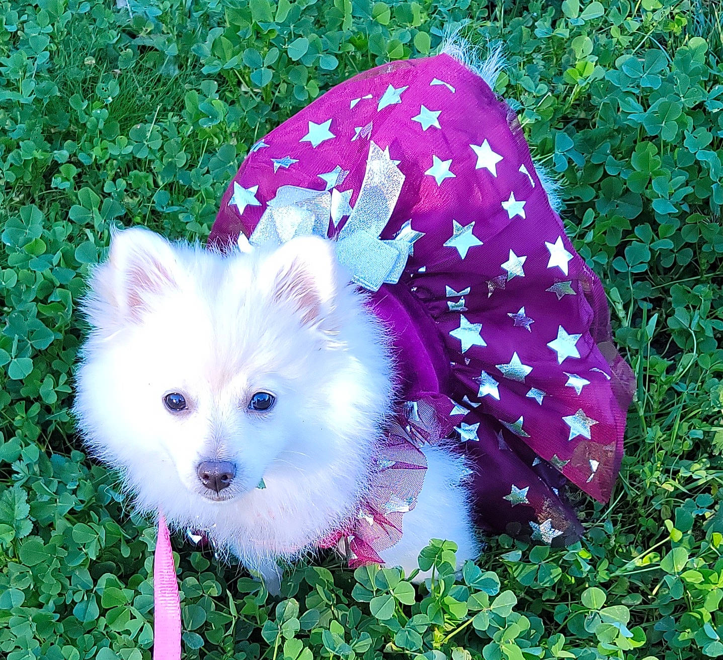 Gracie Lou joined the competition — help win amazing prizes! annual_plant, art, carnivore, circle, companion_dog, dog, dog_breed, fawn, flowering_plant, fur, grass, magenta, nature, pattern, petal, plant, snout, terrestrial_plant, toy_dog, whiskers