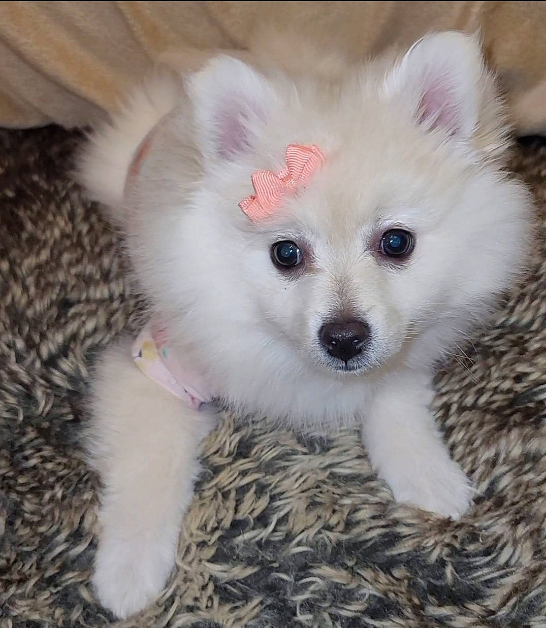 Gracie Lou is registered to the contest to win money with this photo: canidae, carnivore, companion_dog, dog, dog_breed, dog_supply, fawn, fur, german_spitz, german_spitz_klein, non_sporting_group, samoyed, snout, spitz, sporting_group, terrestrial_animal, toy_dog, volpino_italiano, whiskers, working_animal