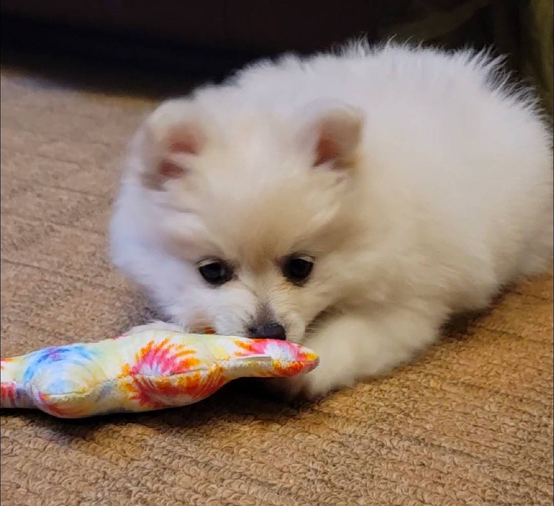 Gracie Lou joined the competition — help win amazing prizes! canidae, carnivore, cat_toy, companion_dog, dog, dog_breed, fawn, flooring, fur, german_spitz, german_spitz_klein, japanese_spitz, paw, pomeranian, snout, spitz, sporting_group, volpino_italiano, whiskers, working_animal