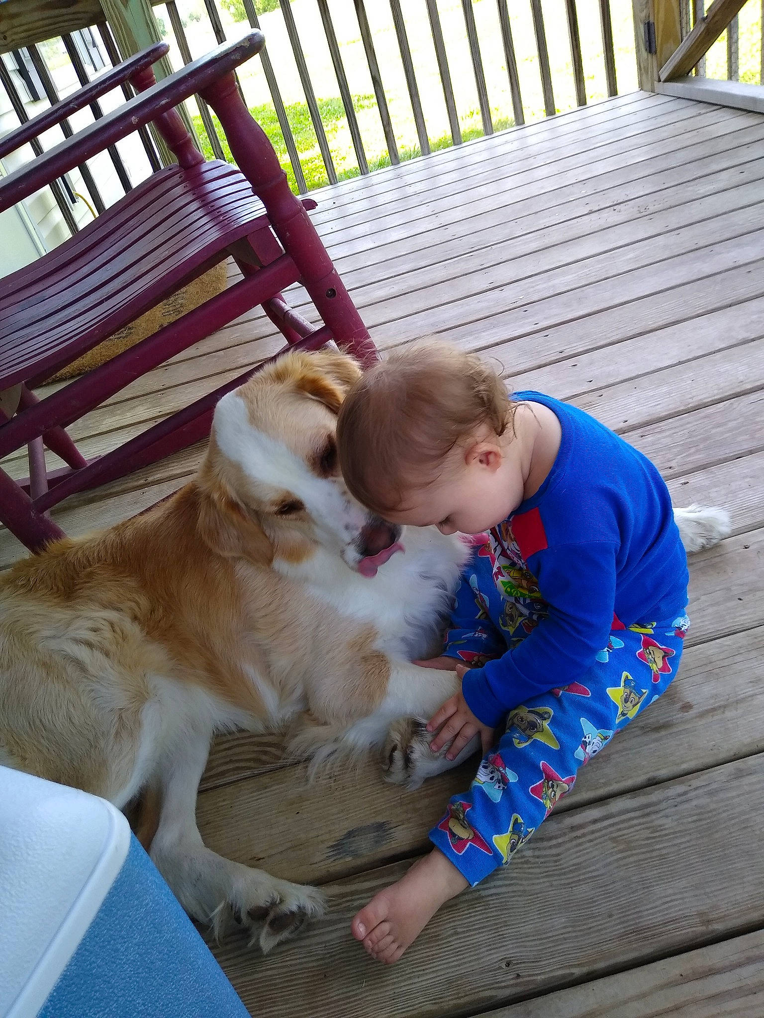 Joseph is registered to the contest to win money with this photo: canidae, carnivore, comfort, companion_dog, dog, dog_breed, fawn, felidae, fur, grass, happy, leisure, mammal, outdoor_furniture, person, recreation, sitting, sporting_group, toddler, vacation