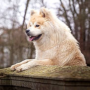 Thorgal participe au concours pour gagner de l'argent avec cette photo : animal, calm, canine, cream_color, daylight, dog, fluffy, fur, mammal, moss, nature, outdoor, pet, portrait, resting, side_view, stone_ledge, tongue_out, trees, winter