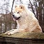 animal, calm, canine, cream_color, daylight, dog, fluffy, fur, mammal, moss, nature, outdoor, pet, portrait, resting, side_view, stone_ledge, tongue_out, trees, winter