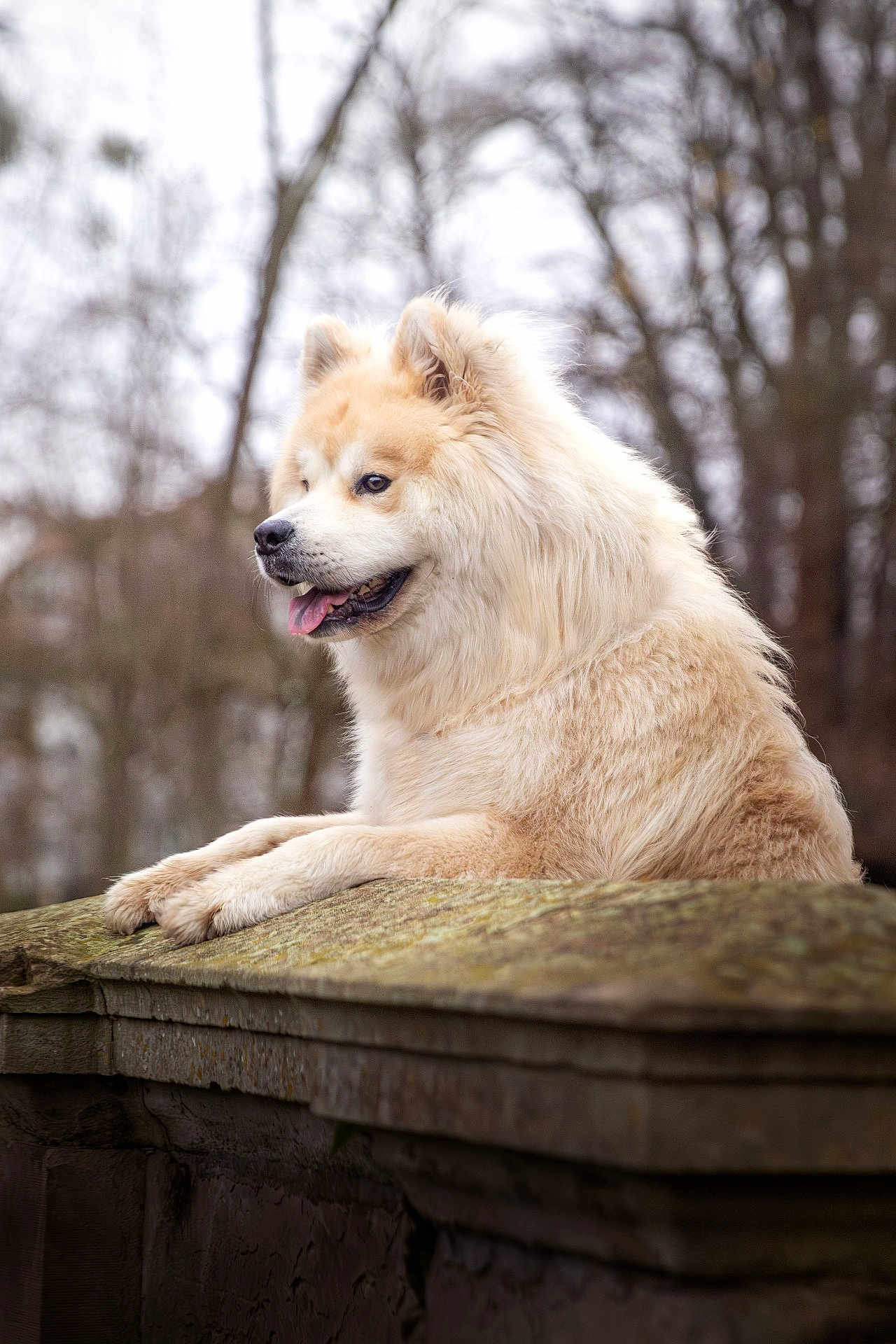 Thorgal