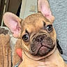 Ava a rejoint le concours — aidez-le/la à gagner de superbes lots ! being_held, big_ears, blanket, brown_fur, closeup, collar, couch, cute, dog, expression, eyes, face, french_bulldog, human_hand, indoor, nose, pet, portrait, puppy, wrinkled_muzzle