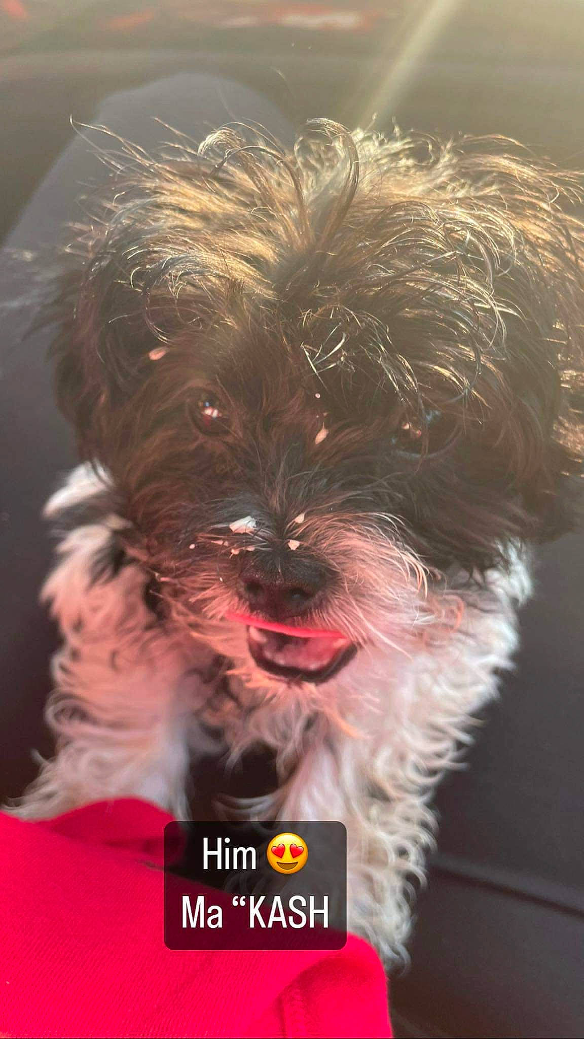 Kash joined the competition — help win amazing prizes! biewer_terrier, canidae, carnivore, companion_dog, dog, dog_breed, dog_supply, fictional_character, fur, liver, maltepoo, puppy, small_terrier, snout, sporting_group, terrestrial_animal, terrier, toy_dog, water_dog, working_animal