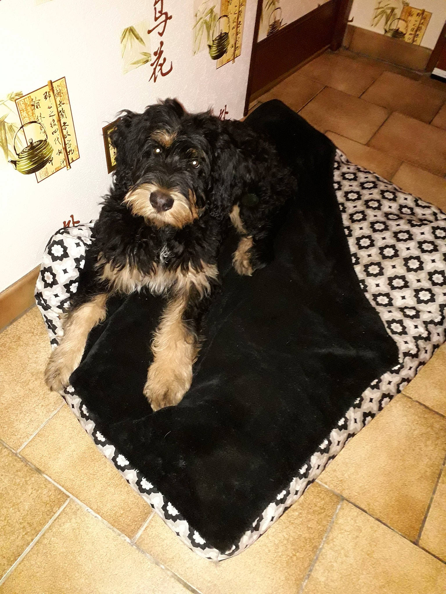 Rubby participe au concours pour gagner de l'argent avec cette photo : bed, canidae, carnivore, comfort, companion_dog, couch, dog, dog_breed, dog_supply, floor, flooring, fur, hardwood, living_room, pet_supply, picture_frame, room, sporting_group, wood, working_animal