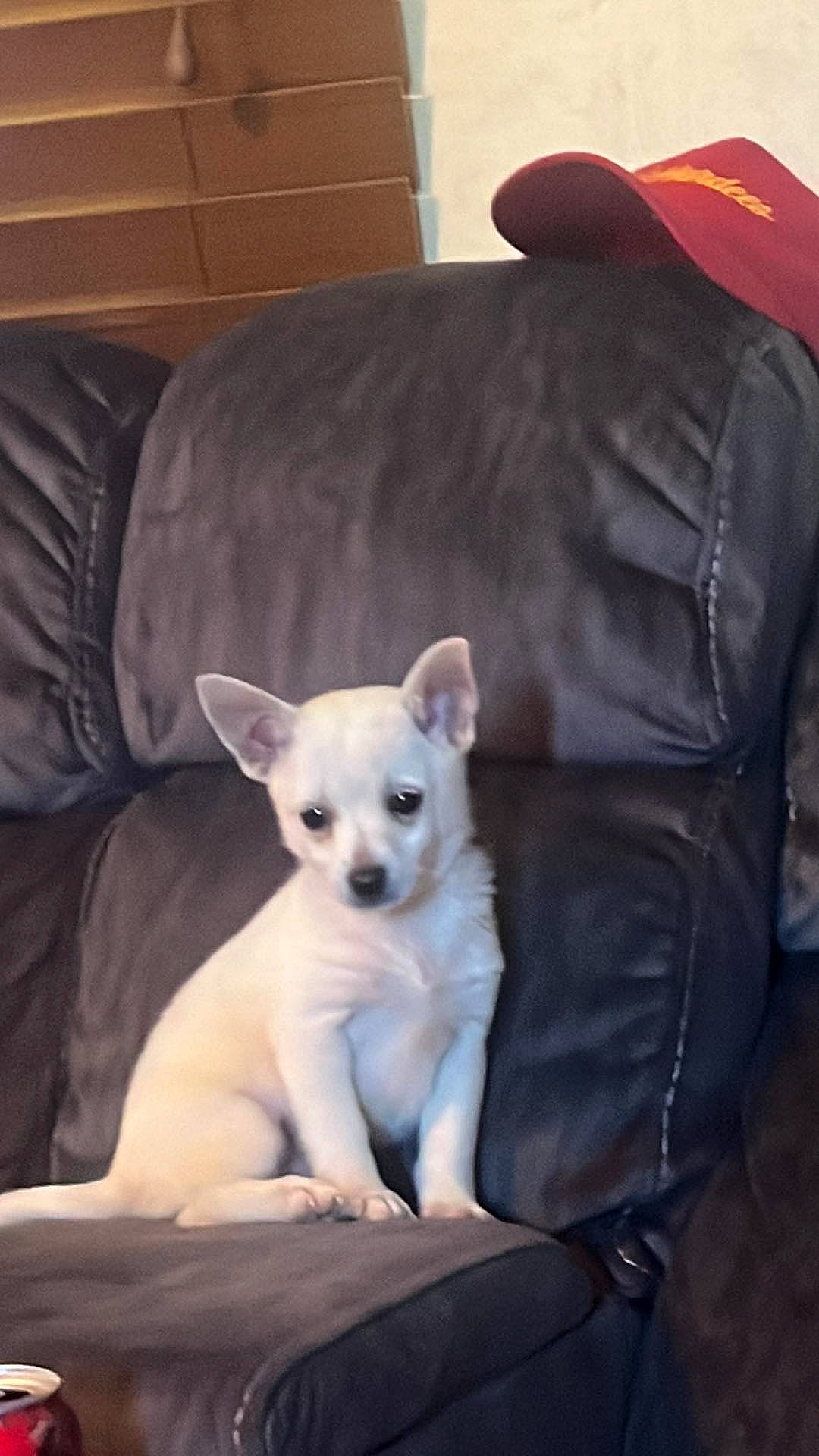 Ezra joined the competition — help win amazing prizes! canidae, carnivore, comfort, companion_dog, corgi_chihuahua, couch, dog, dog_breed, dog_supply, fawn, fur, paw, puppy, snout, sporting_group, tail, terrestrial_animal, toy_dog, whiskers, working_animal