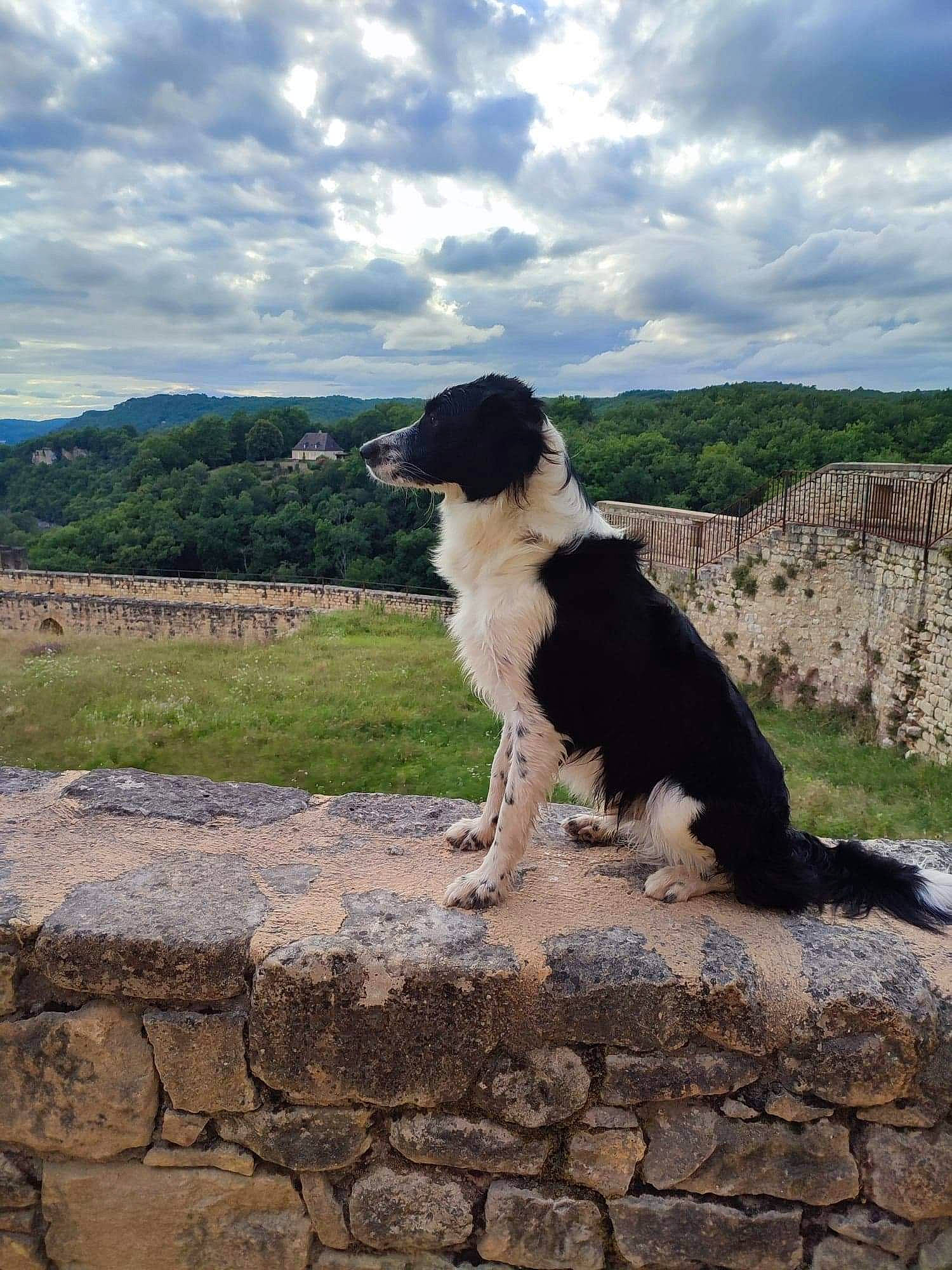 Skippy participe au concours pour gagner de l'argent avec cette photo : australian_shepherd, border_collie, canidae, carnivore, cloud, companion_dog, cumulus, dog, dog_breed, grass, gun_dog, herding_dog, landscape, landseer, plant, rock, sky, soil, sporting_group, working_dog