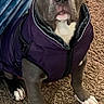 Reign is registered to the contest to win money with this photo: blue_blanket, carpet, collar, cute, dog, dog_face, ears, eyes, home, indoor, nose, pet, pet_bowl, pit_bull, portrait, purple_jacket, short_hair, sitting, white_chest, white_paws
