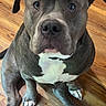 Reign is registered to the contest to win money with this photo: animal, close_up, cute, dog, floppy_ears, gray_dog, hardwood, home, indoors, large_dog, laundry_basket, looking_at_camera, paws, pet, pit_bull, portrait, short_fur, sitting, white_chest, wooden_floor