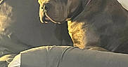 Reign is registered to the contest to win money with this photo: black_fur, blanket, brown_fur, canine, close_up, collar, couch, cozy, dog, floppy_ears, indoor, living_room, lying_down, pet, pillow, portrait, relaxed, sitting, sofa, warm_lighting