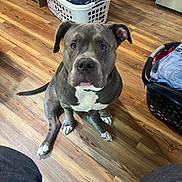 Reign joined the competition — help win amazing prizes! brown_floor, cabinet, canine, clothes, dog, floppy_ears, funny_expression, gray_fur, hardwood_floor, home, indoor, kitchen, laundry_basket, pet, pit_bull, portrait, short_fur, sitting, watchful, white_chest