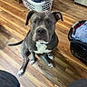 brown_floor, cabinet, canine, clothes, dog, floppy_ears, funny_expression, gray_fur, hardwood_floor, home, indoor, kitchen, laundry_basket, pet, pit_bull, portrait, short_fur, sitting, watchful, white_chest