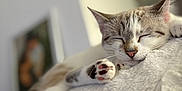 Coco a rejoint le concours — aidez-le/la à gagner de superbes lots ! cat, sleeping, paw, fluffy, blanket, cozy, relaxed, indoor, fur, cute, pet, whiskers, nose, ears, closeup, soft, resting, animal, peaceful, comfort