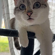 Coco participe au concours pour gagner de l'argent avec cette photo : cat, blue_eyes, curious, relaxed, cat_tree, indoor, feline, close_up, whiskers, paws, fur, pet, animal, window_light, curtains, home, domestic_cat, portrait, soft_light, cozy