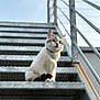 Coco participe au concours pour gagner de l'argent avec cette photo : cat, stairs, metal, outdoor, animal, pet, blue_eyes, fur, sitting, curious, sky, railing, gray, white, collar, daylight, portrait, cute, looking_up, industrial