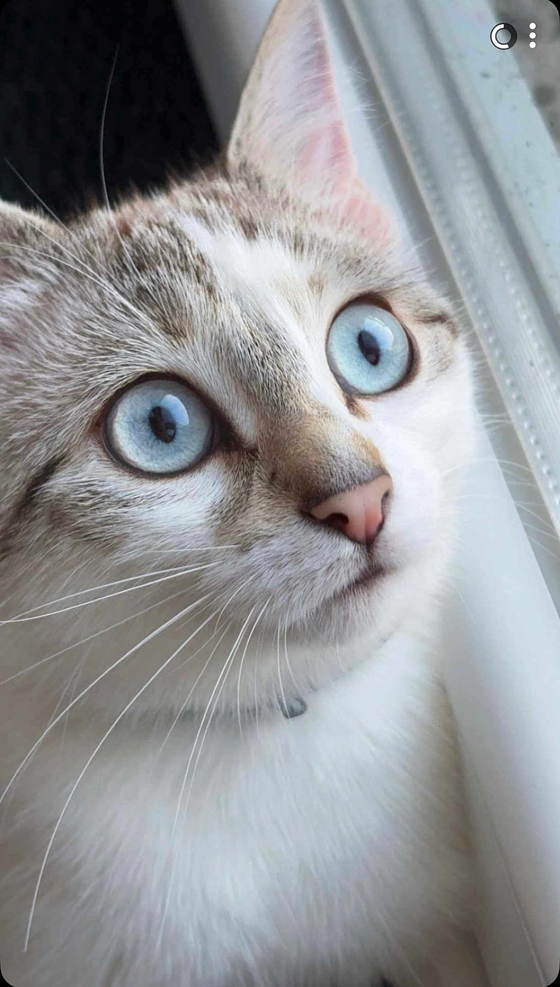 Coco a rejoint le concours — aidez-le/la à gagner de superbes lots ! cat, blue_eyes, close_up, whiskers, fur, pet, animal, window, indoor, looking, face, nose, ears, domestic_cat, mammal, cute, curious, portrait, soft_light, feline