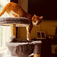 Bailey joined the competition — help win amazing prizes! animal, cat, cat_tree, cozy, curious, domestic_cat, feline, fur, home, indoor, looking, natural_light, orange_cat, pet, portrait, soft_focus, stretching, whiskers, white_cat, window