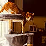 animal, cat, cat_tree, cozy, curious, domestic_cat, feline, fur, home, indoor, looking, natural_light, orange_cat, pet, portrait, soft_focus, stretching, whiskers, white_cat, window