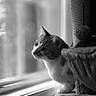Bailey joined the competition — help win amazing prizes! animal, black_and_white, cat, cat_tree, cozy, curious, domestic_animal, feline, furniture, home, indoor, looking_out, pet, playful, portrait, sitting, soft_light, whiskers, window, young_cat