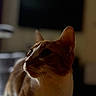 Bailey joined the competition — help win amazing prizes! animal, bed, blanket, blurred_background, cat, closeup, cozy, curious, domestic, ears, feline, furniture, indoor, orange_cat, pet, portrait, soft_light, television, whiskers, white_cat