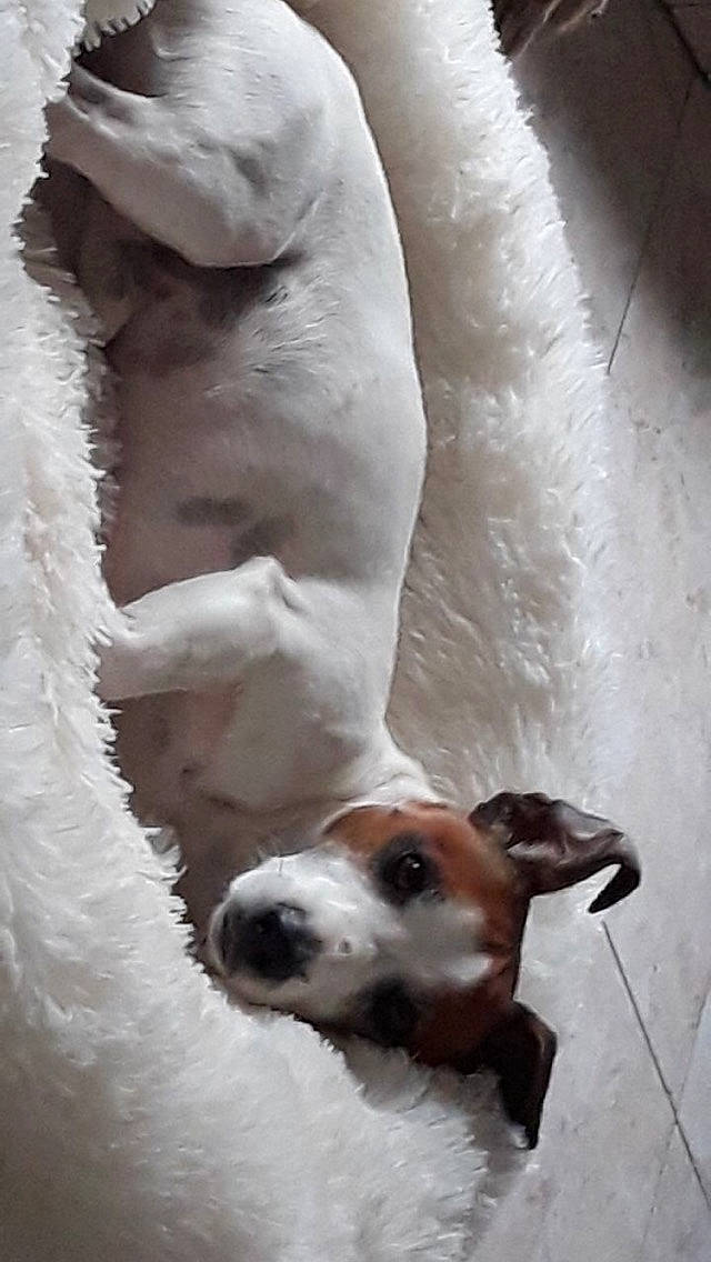 Maxou participe au concours pour gagner de l'argent avec cette photo : canidae, carnivore, companion_dog, dog, dog_breed, fawn, fur, non_sporting_group, paw, snout, sporting_group, tail, terrestrial_animal, whiskers, wood, working_animal