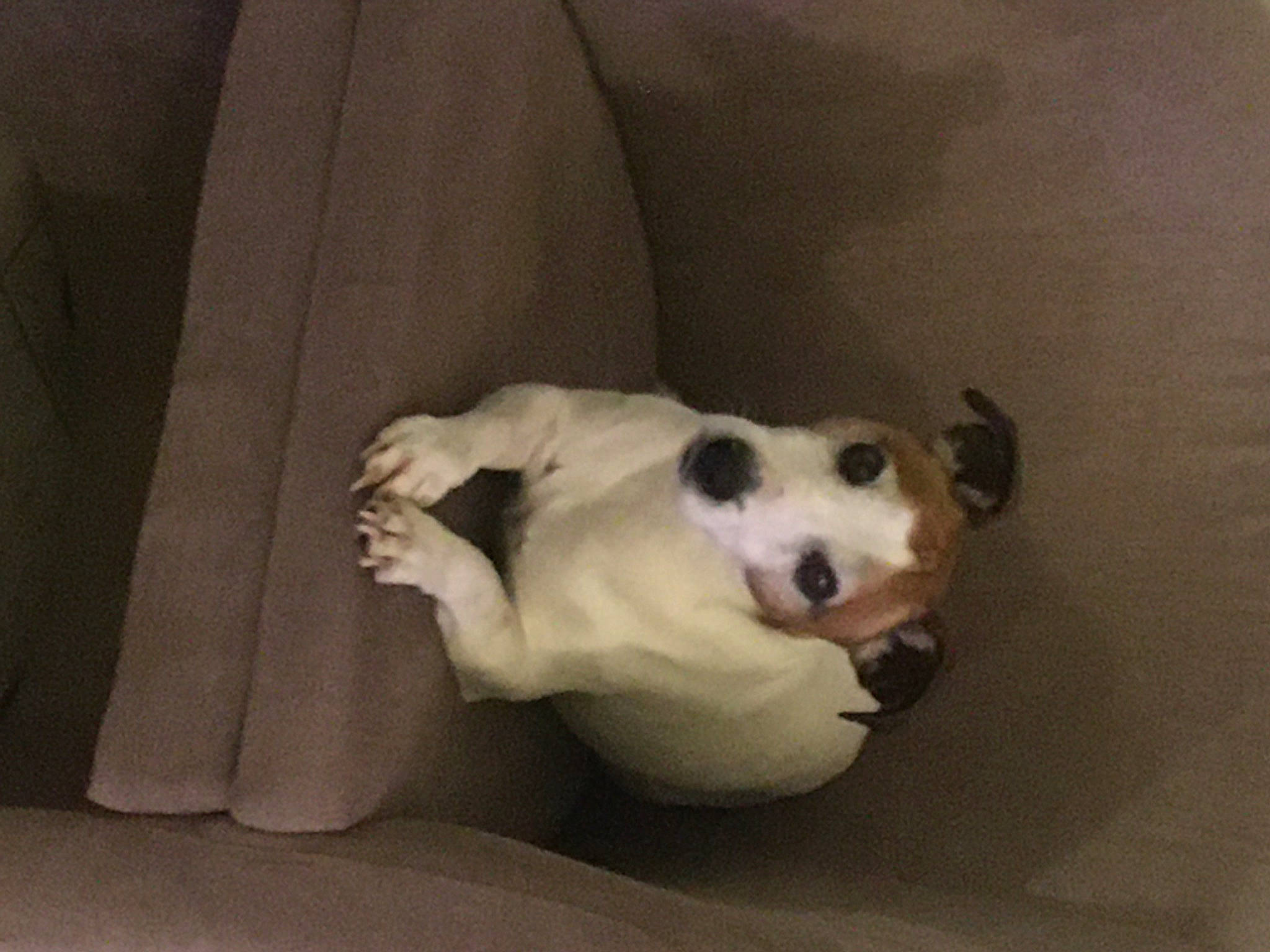 Maxou a rejoint le concours — aidez-le/la à gagner de superbes lots ! canidae, carnivore, comfort, companion_dog, dog, dog_breed, fawn, felidae, linens, panda, paw, small_to_medium_sized_cats, snout, sporting_group, stuffed_toy, tail, toy, whiskers, wood, working_animal