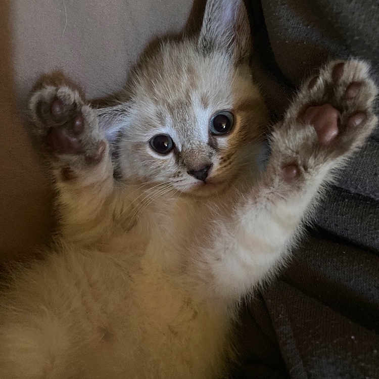 Cleo
