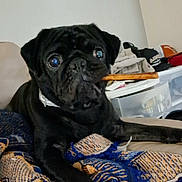 Smokey joined the competition — help win amazing prizes! dog, pug, black_dog, pet, canine, sitting, wide_eyes, portrait, indoors, blanket, bed, home, storage_bins, clutter, black_fur, wrinkled_face, collar, front_view, cute, funny
