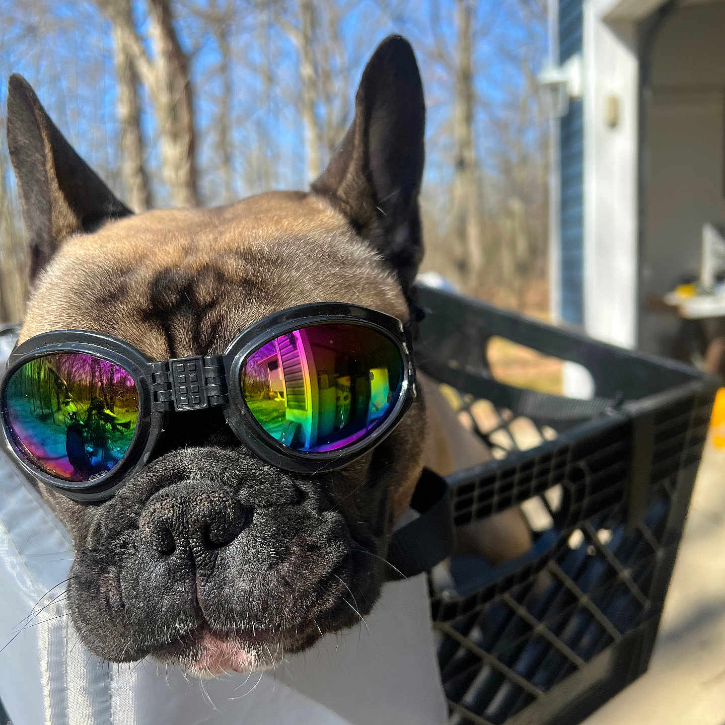 Oakley joined the competition — help win amazing prizes! accessories, animal, architecture, bulldog, canine, dog, face, frenchbulldog, glasses, goggles, head, nature, outdoors, person, pet, photography, pitbull, portrait, puppy, sunglasses