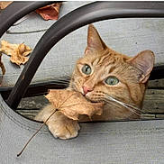 Cheeto joined the competition — help win amazing prizes! cat, ginger_cat, autumn_leaf, leaf, paw, green_eyes, whiskers, chair, metal_frame, fabric, wooden_deck, outdoor, close_up, pet, portrait, playful, biting, curious, fallen_leaves, fur