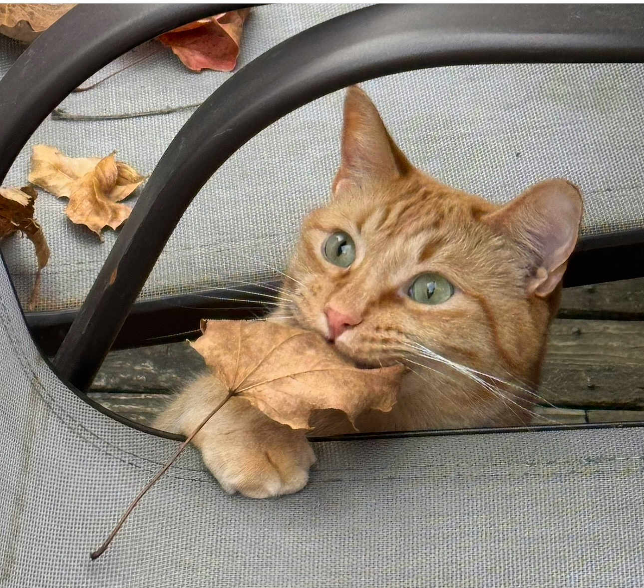 Cheeto joined the competition — help win amazing prizes! cat, ginger_cat, autumn_leaf, leaf, paw, green_eyes, whiskers, chair, metal_frame, fabric, wooden_deck, outdoor, close_up, pet, portrait, playful, biting, curious, fallen_leaves, fur