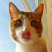 Tigger is registered to the contest to win money with this photo: animal, blue_sky, cat, close_up, curious, cute, ears, eyes, face, feline, funny, indoor, orange_fur, pet, portrait, texture, tongue_out, whiskers, white_fur, window