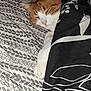 animal, bed, blanket, cat, comfort, cozy, cute, domestic, fur, indoor, nap, orange_cat, pattern, paw, pet, relaxed, resting, sleeping, tucked_in, white_cat