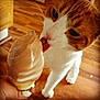 Tigger is registered to the contest to win money with this photo: animal, cat, close_up, cone, curious, cute, dessert, floor, food, hand, ice_cream, indoor, licking, orange_cat, pet, tongue, treat, whiskers, white_cat, wooden_floor